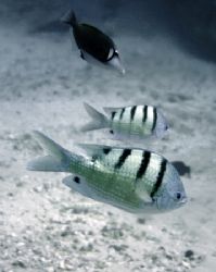 Hawaiian Sergeant - Sharks Cove ~35' with a Lei Triggerfi... by Glenn Poulain 